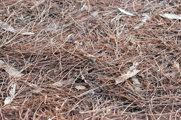 Texture of Dry Pines