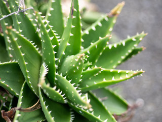 アロエベラのクローズアップ