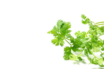 Coriander leaf on isolated white background.
