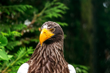 Adler