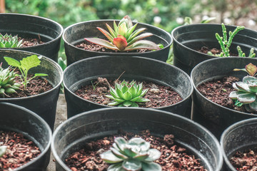 plants in pots