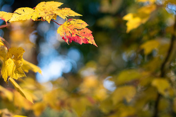 Golden leaves of autumn in the forest background with bokeh foliage and tree branches ~WHEN AUTUMN APPEARS~