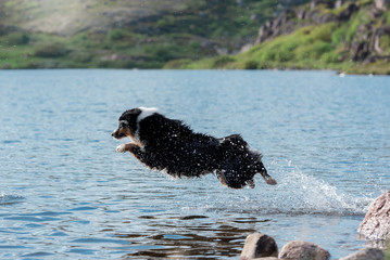 dog in water