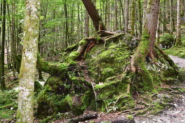 Watzmann and its forest in Berchtesgadener nature reserve in Germany