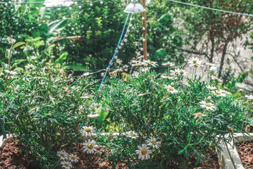 daisy flowers in the garden