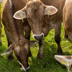 Kühe auf der Weide