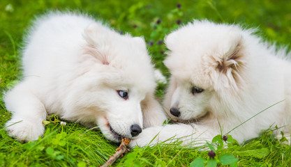 Two white Samoyed puppies are playing with stick