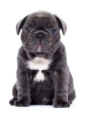 french bulldog puppy looks up on a white background
