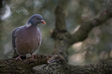 A wood pigeon perched on a branch.