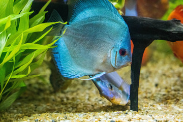 Discus fish