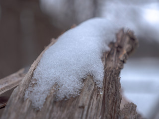 A patch of snow sits on top of a weathered split end of a tree branch that was broken off during a prior storm with trees and woods and cloudy sky in background beyond in winter.