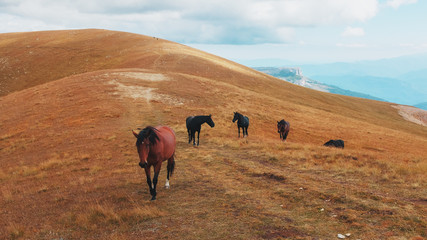 A route through mountain peaks and hills through majestic landscapes with horses in the distance. Active tourists, hiking,