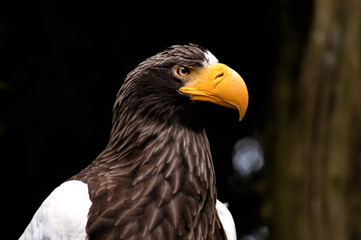 Obraz premium Adler