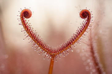 drosera leaf with droplets