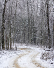 Rural scene with white snowy road and trees in winter