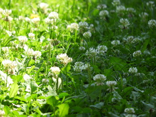 green grass with white flowers on a summer day