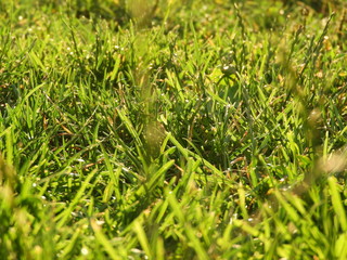 green grass