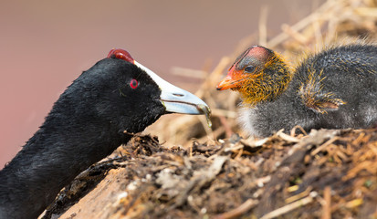 Red-knobbed coot chick is fed small fish by mother to gain strength