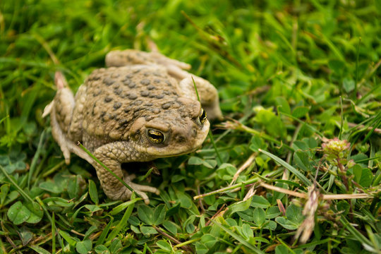Rhinella spinulosa 2