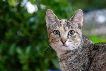 Katze auf dem Bauerhof