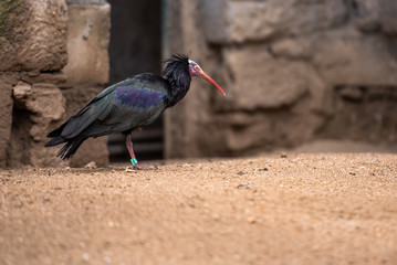 The northern bald ibis, hermit ibis, or waldrapp (Geronticus eremita)