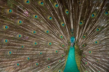 Obraz premium peacock with feathers