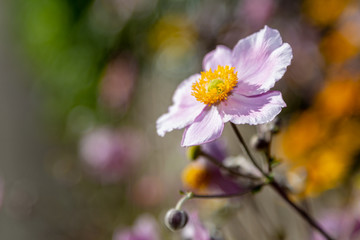 wilde Cosmea