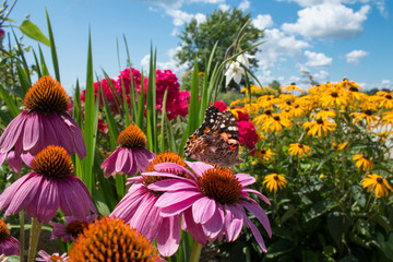 Painted Lady Butterfly sips nectar from echinacea flowers in a beautiful flower garden in Summer - obrazy, fototapety, plakaty