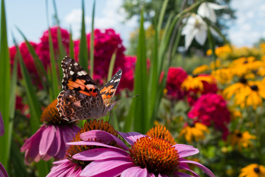 Garden flowers attract beautiful painted lady butterfly for pollination