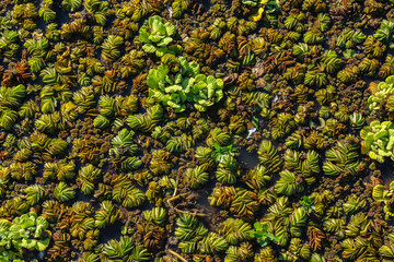 Camalotes or river plants floating in the water - background texture