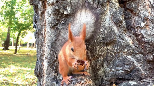 Close up of red squirrel eating the pecan nut sitting on the tree. Feeding squirrel in the forest. Cute wildlife animal character.