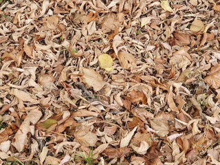 autumn leaves on the ground