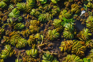 Camalotes or river plants floating in the water - background texture