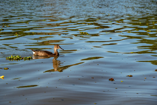 Brown duck on the water surrounded by camalotes or river plants