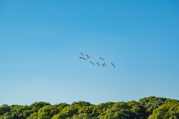 Flock or group of ducks flying towards the horizon with a blue sky and some treetops