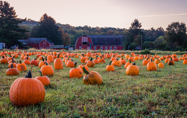 Pumpkins placed for picking near red barn in early morning dew grass, Sparta, NJ - Powered by Adobe