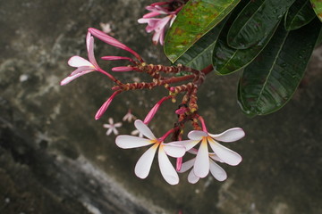 Temple tree flowers, Apocynaceae Frangipani or Plumeria 