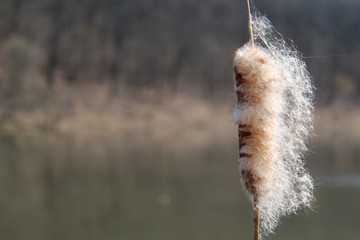 Fluffy reed closeup. Пушистый камыш крупным планом