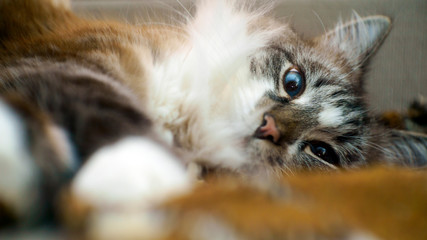 Close-up portrait of a gray fluffy blue-eyed lazy cat.shallow depth of field