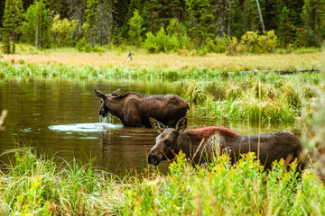 Moose family