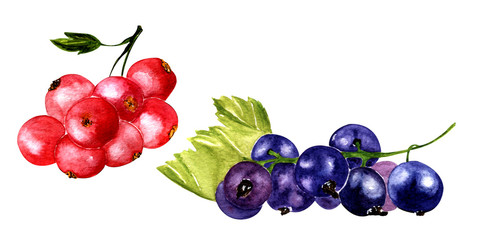 watercolor illustration. hand painting .red and black currants on a white background.