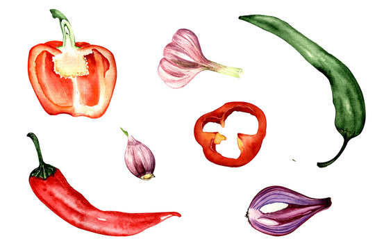watercolor illustration. hand painting . set of chili peppers, onion halves, garlic and bell pepper halves.