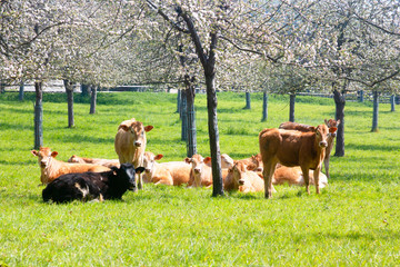 Herd of cows in a flowering apple orchard in spring. France