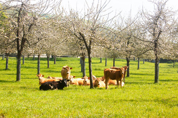 Herd of cows in a flowering apple orchard in spring. France