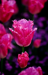 Close up of Tulipa 'Fancy Frills' in a spring flower border