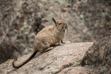 Mountain vizcacha
