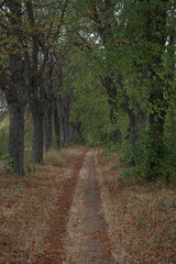 Way through the forest