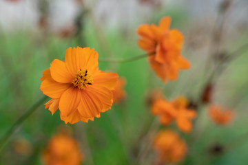 Orange mexican marigold flowers, close-up on a green foliage background. Beautiful flower close-up, selective focus