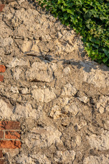 a wall of irregular carved stones covered with ivy in warm evening light.