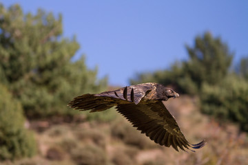 Youth specimen of bearded vulture.